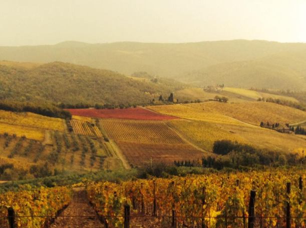 Autunno2014vigne